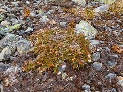 Harrimanella hypnoides