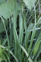 Hemerocallis citrina vespertina