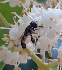 Syritta pipiens
