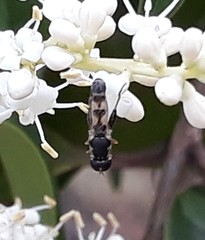 Syritta pipiens