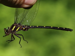 Cordulegaster maculata