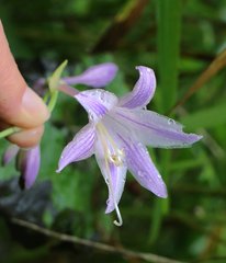 Hosta sieboldii