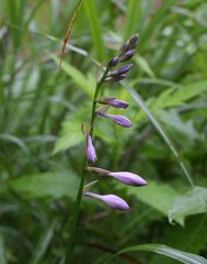 Hosta sieboldii