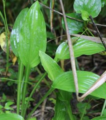 Hosta sieboldii