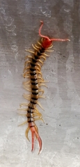 Scolopendra polymorpha