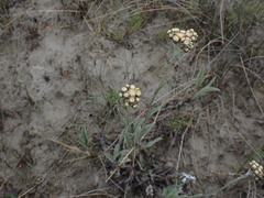 Antennaria pulcherrima
