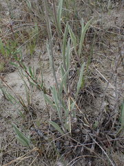 Antennaria pulcherrima