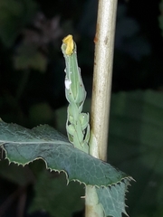 Lactuca virosa