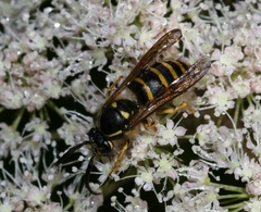 Dolichovespula sylvestris