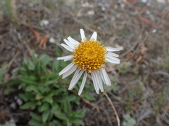 Erigeron caespitosus