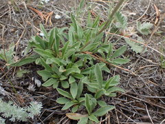 Erigeron caespitosus