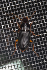 Harpalus pensylvanicus