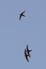 Aeronautes saxatalis