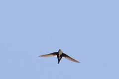 Aeronautes saxatalis