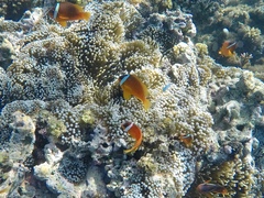 Amphiprion barberi