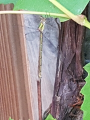 Chalcolestes viridis