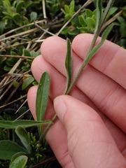 Erigeron caespitosus