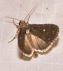 Condica albolabes