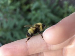 Bombus haematurus