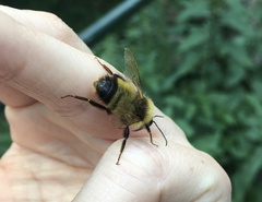 Bombus haematurus
