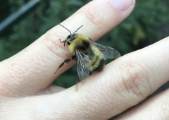 Bombus haematurus
