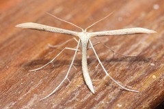 Hellinsia kellicottii