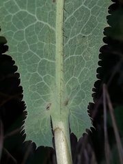 Lactuca virosa