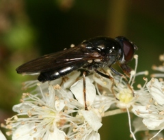 Cheilosia scutellata