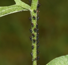 Uroleucon jaceae