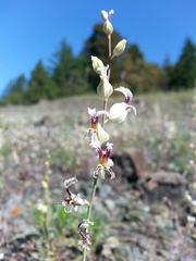 Streptanthus glandulosus secundus