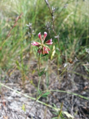 Trifolium bifidum decipiens
