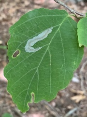 Caloptilia superbifrontella