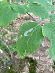 Caloptilia superbifrontella