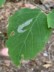 Caloptilia superbifrontella