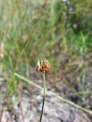 Trifolium bifidum decipiens