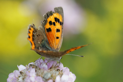 Lycaena phlaeas