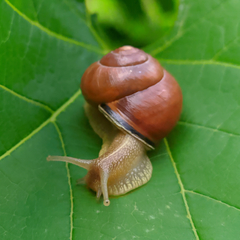 Cepaea nemoralis