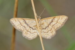Idaea serpentata