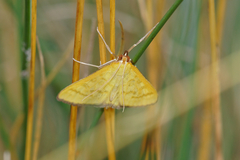 Mecyna flavalis