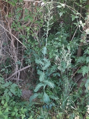 Lactuca virosa