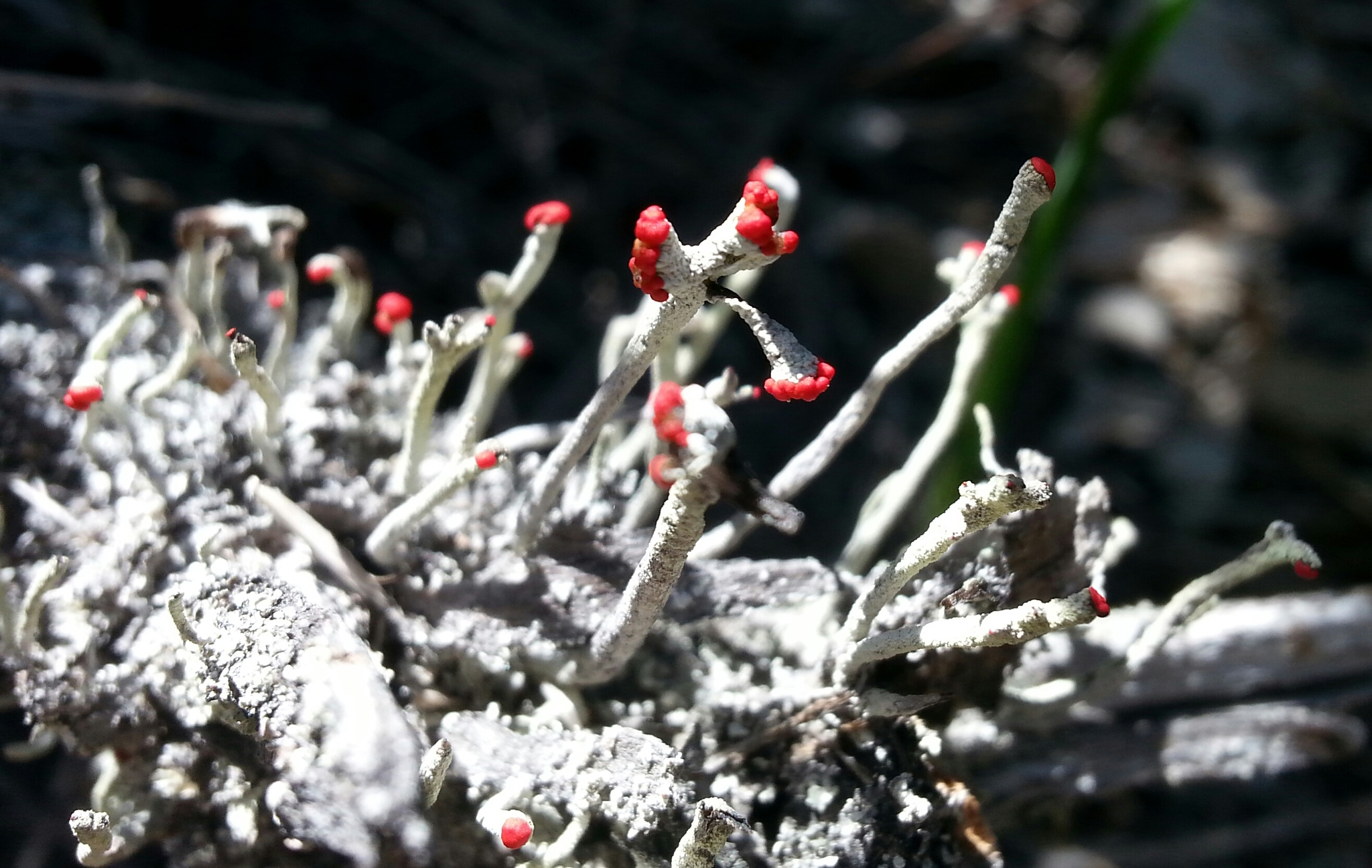 Cladonia macilenta image