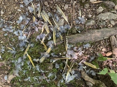 Colaptes auratus auratus