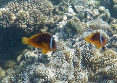 Amphiprion barberi