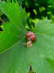Cepaea nemoralis