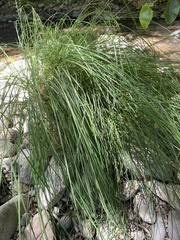 Carex secta