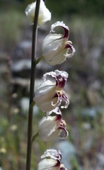 Streptanthus glandulosus secundus