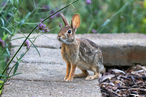 Eastern Cottontail photographed in Georgia