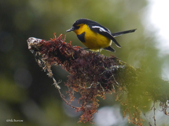 Black-Breasted Boatbill photo 2