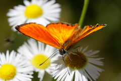 Lycaena virgaureae