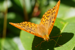Argynnis paphia